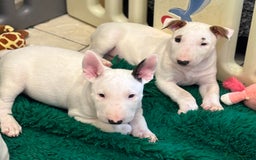 Bull Terrier dogs for sale: USA & UK Champion Bloodline English bull terriers  in Gateshead - Image 18