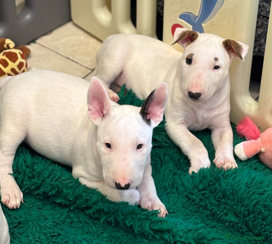 Bull Terrier dogs for sale: USA & UK Champion Bloodline English bull terriers  in Gateshead - Image 18