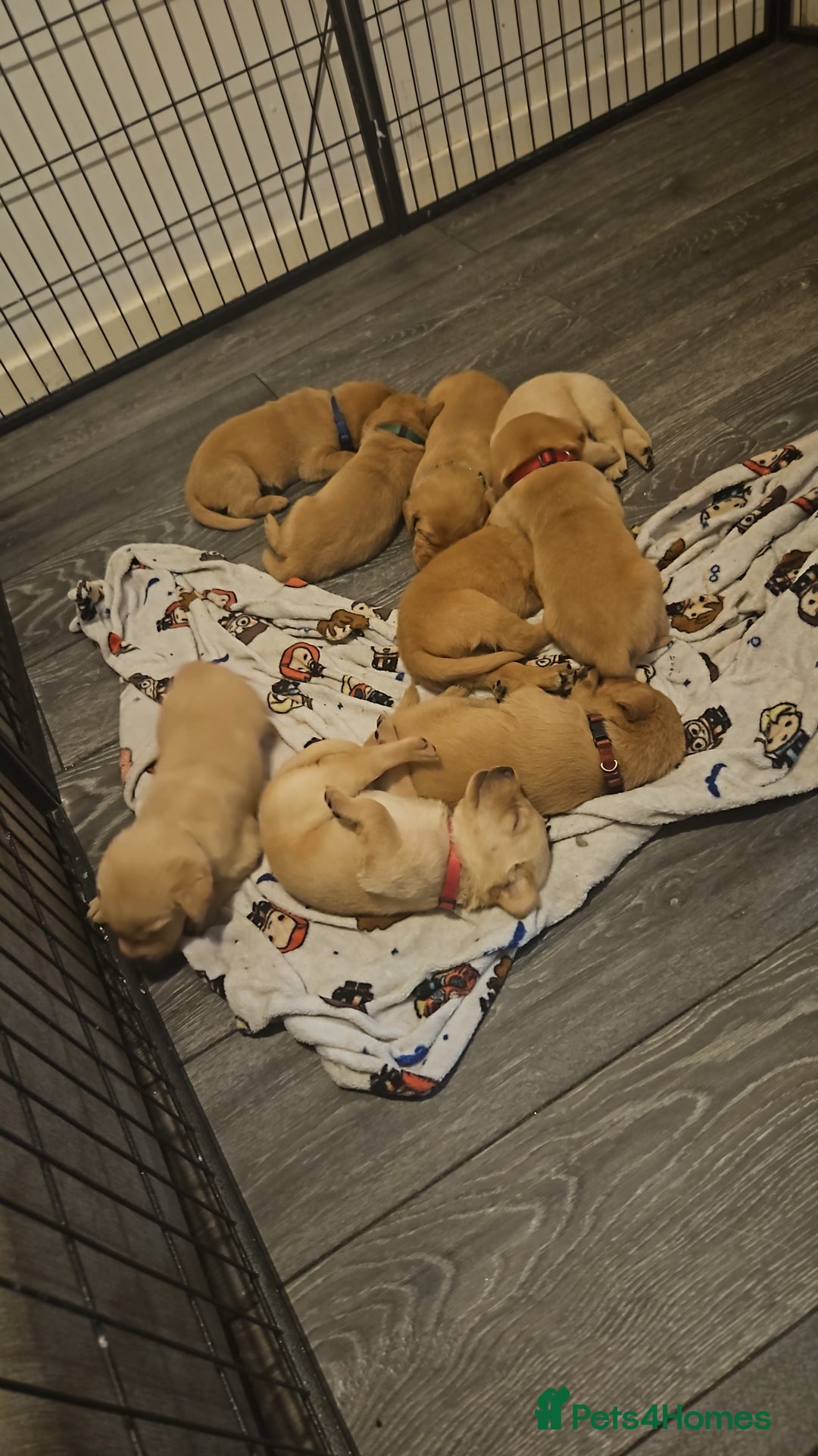 Labrador Retriever dogs for sale: Fox red kc labrador puppies - Image 8