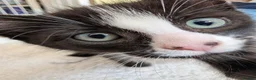 Mixed Breed cats for sale: READY- 1 BOY LEFT Maine Coon x British Shorthair - Advert 23