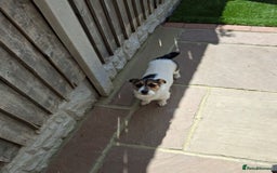 Jack Russell dogs for sale: Tri colour miniature jack russell  - Image 6
