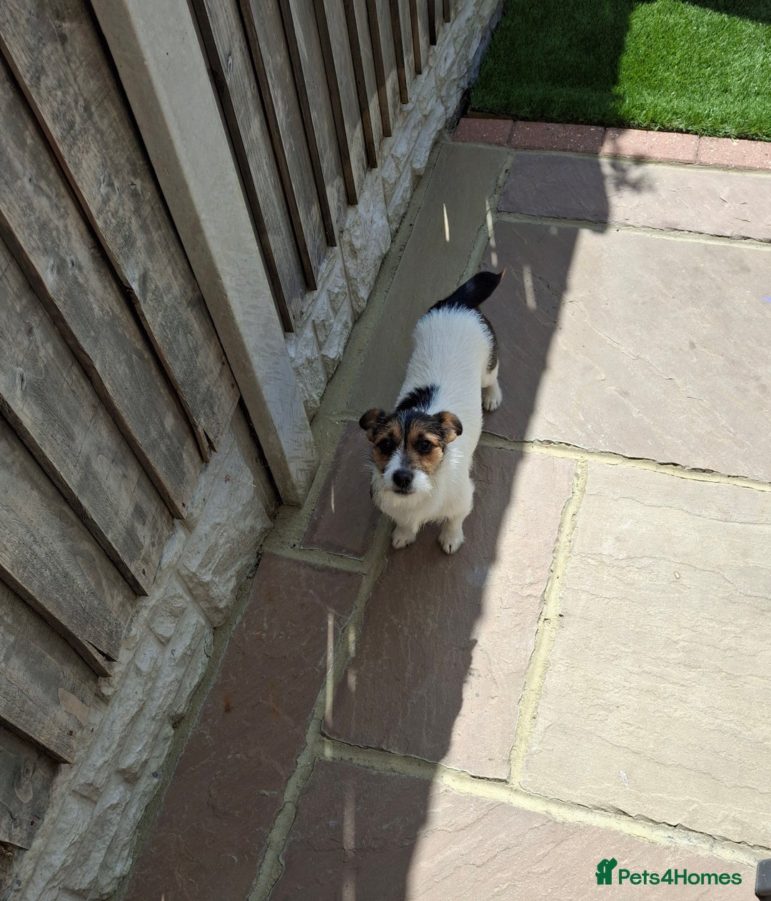 Jack Russell dogs for sale: Tri colour miniature jack russell  - Image 6