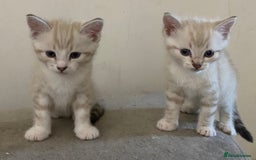 Bengal cats for sale: Bengal Cross Kittens  - Image 1