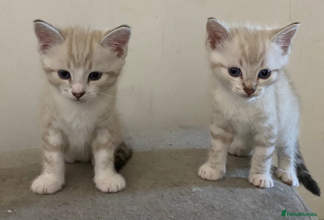 Bengal cats for sale: Bengal Cross Kittens  - Image 1