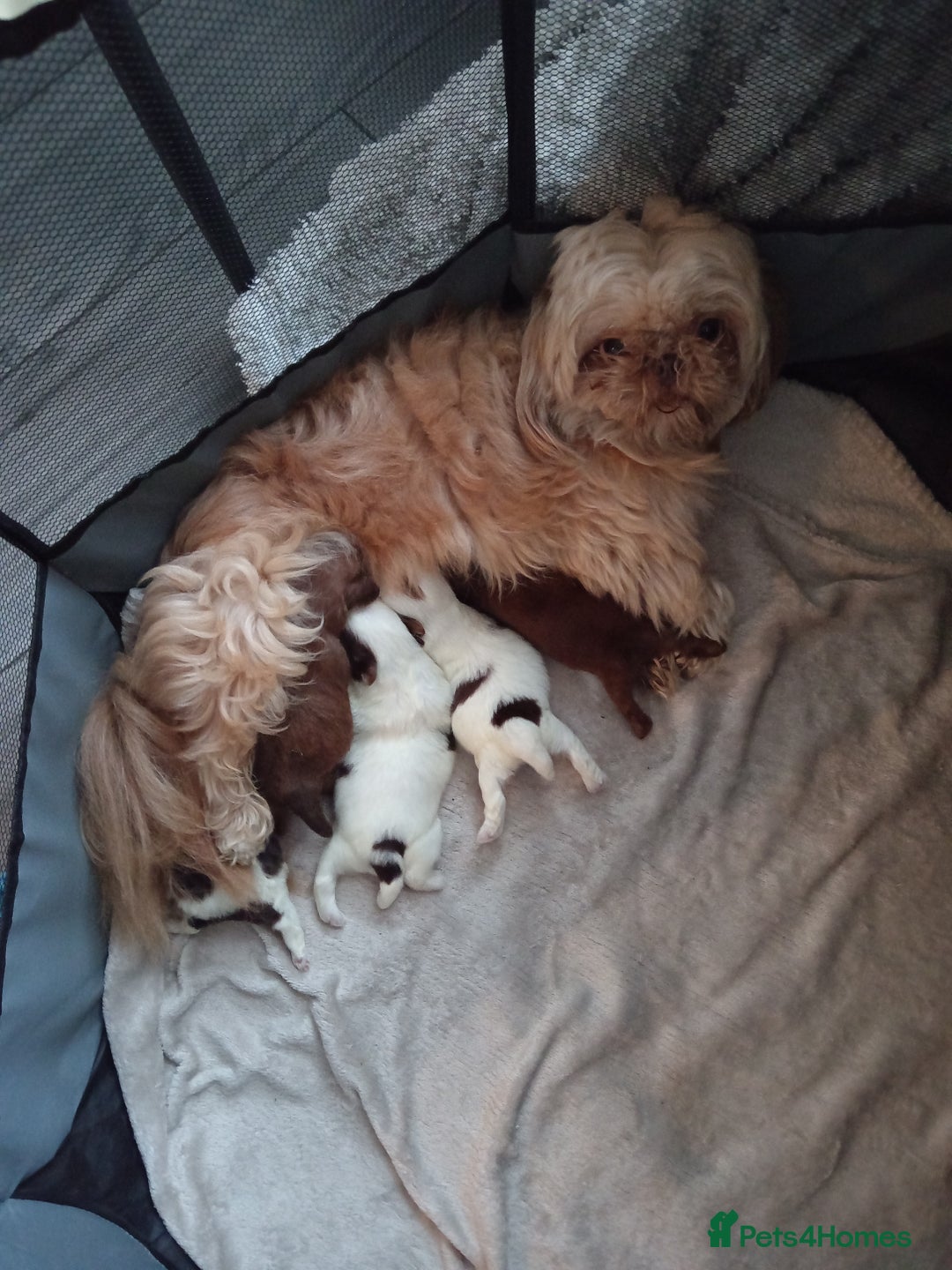 Shih Tzu dogs for sale: Shihtzu - Advert 2