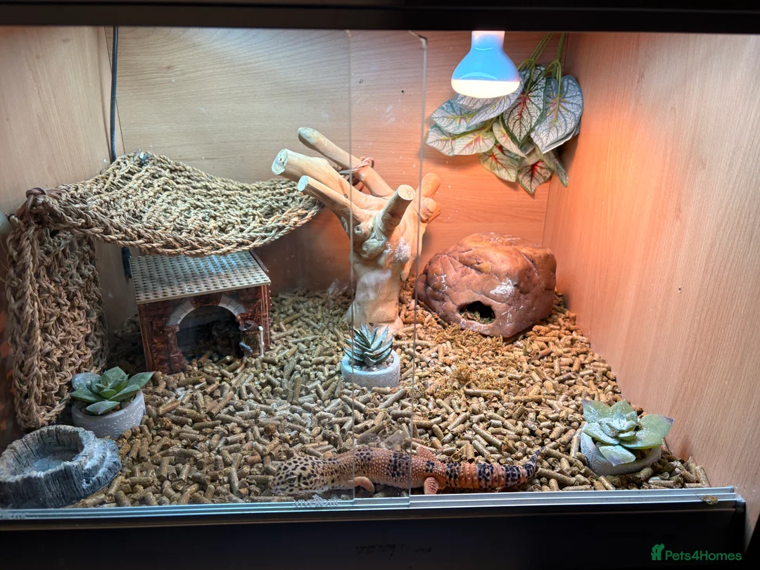 Leopard Gecko reptiles for sale: Male leopard gecko  - Advert 8