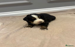 Bernese Mountain Dog dogs for sale: Beautiful Bernese Mountain Dog Puppies for Sale 🐾 - Image 5