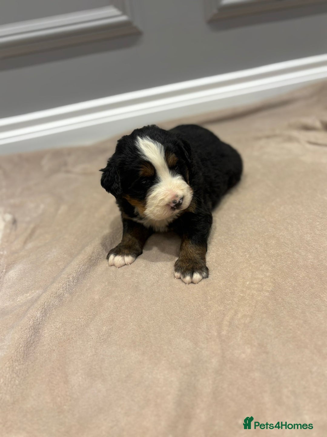 Bernese Mountain Dog dogs for sale: Beautiful Bernese Mountain Dog Puppies for Sale 🐾 - Image 5