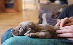 Dachshund dogs for sale: Isabella Dapple Dachshund Puppies - Advert 14