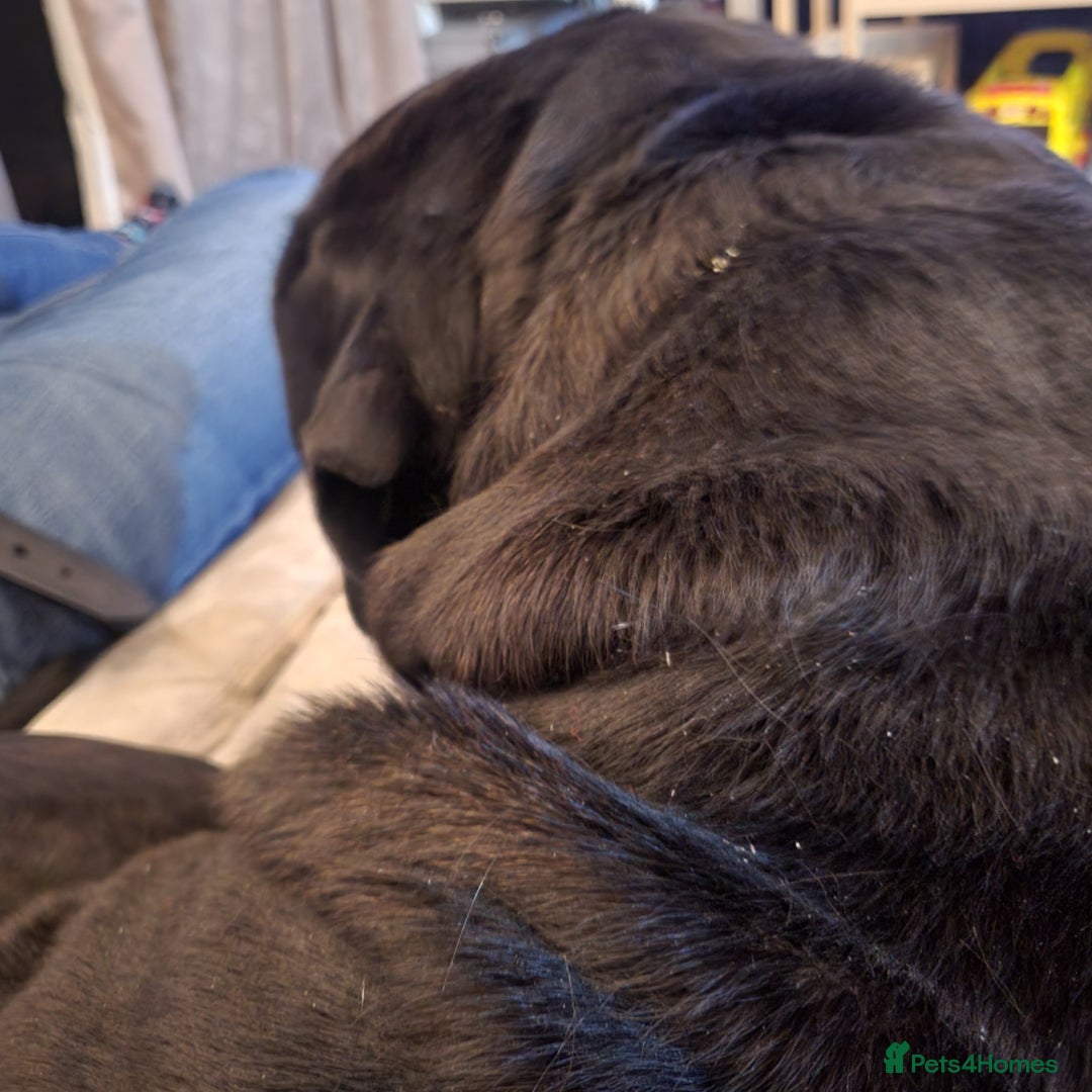 Cane Corso dogs for sale: 23 month Cane Corso - Image 2