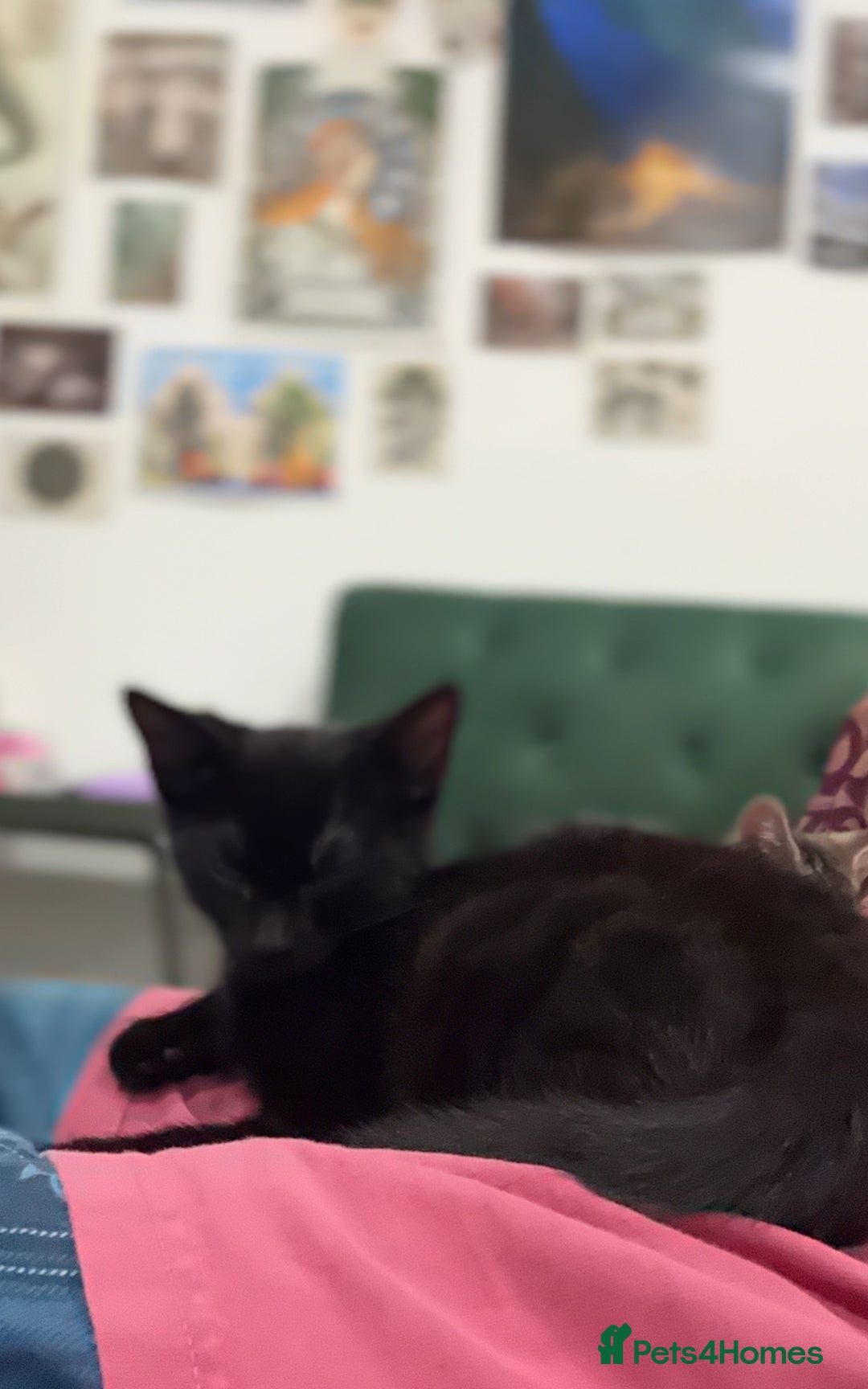 Mixed Breed cats for sale: Loving cuddly playful four month old kitten  - Image 3