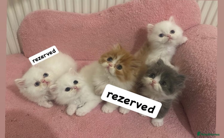 Persian cats - Advert 10