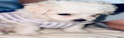 Bichon Frise dogs for sale: 4 Bichon Frisé puppies looking for their new home - Advert 2