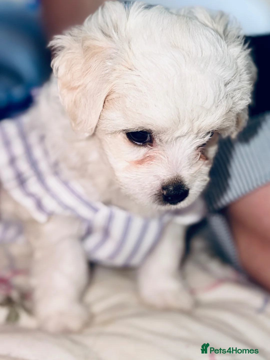 Bichon Frise dogs for sale: 4 Bichon Frisé puppies looking for their new home - Advert 2