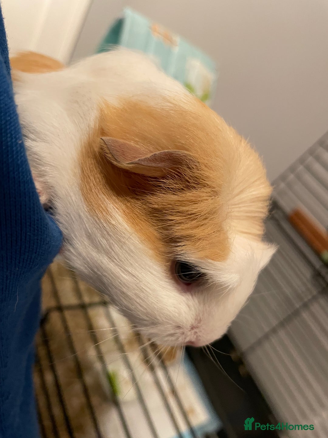Guinea Pig rodents for sale: Male baby guinea pig - Advert 2
