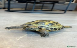 Tortoise reptiles for sale: Horsefield Tortoise, Male, 2y/o + Full Setup - Image 3