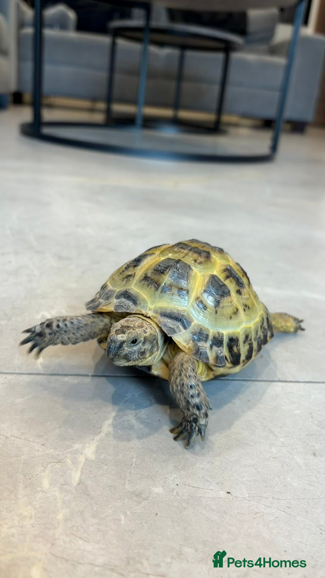 Tortoise reptiles for sale: Horsefield Tortoise, Male, 2y/o + Full Setup - Image 3