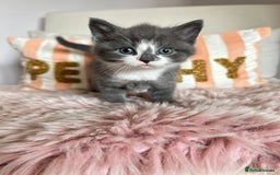 British Shorthair cats for sale: Gorgeous BSH kittens  - Image 16