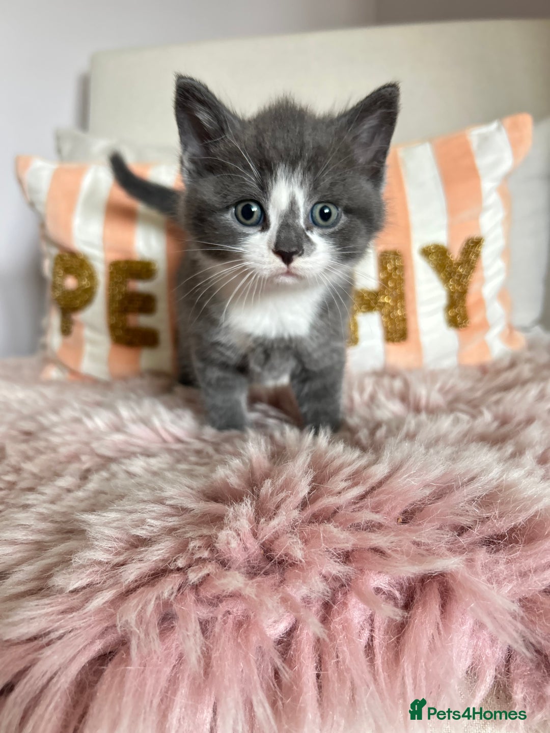 British Shorthair cats for sale: Gorgeous BSH kittens  - Image 16