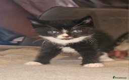 Mixed Breed cats for sale: Ragdoll/Tabby mixed kittens  - Image 9