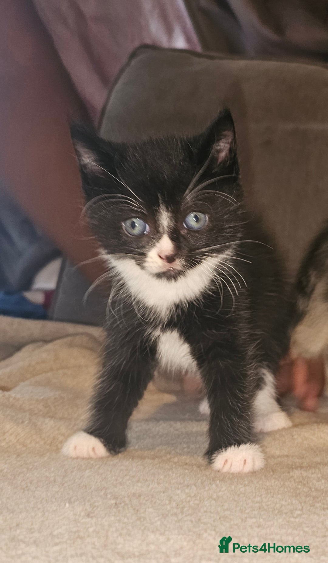 Mixed Breed cats for sale: Ragdoll/Tabby mixed kittens  - Image 9