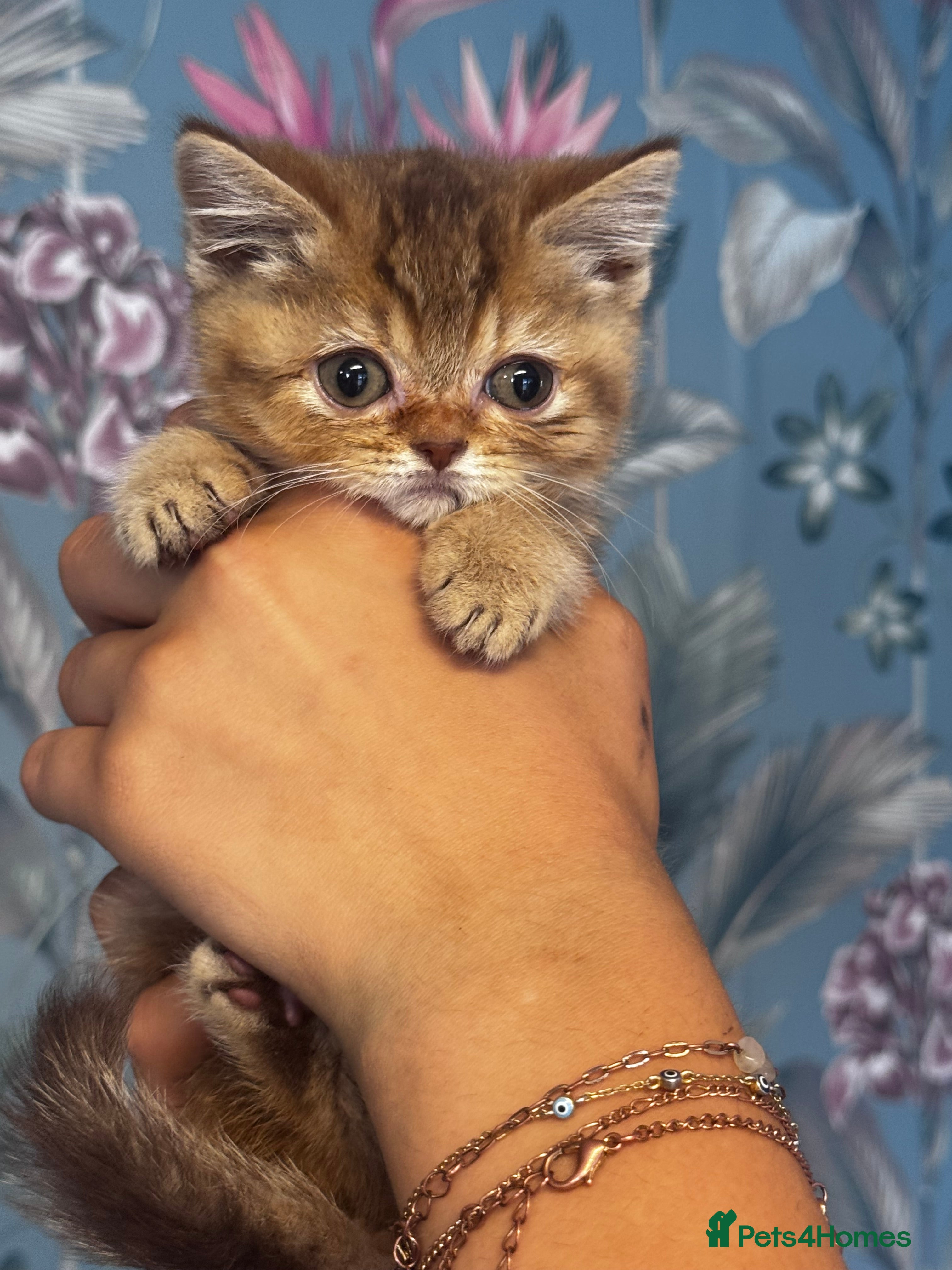 British Shorthair cats stunning affectionate Kittens available - Advert 2