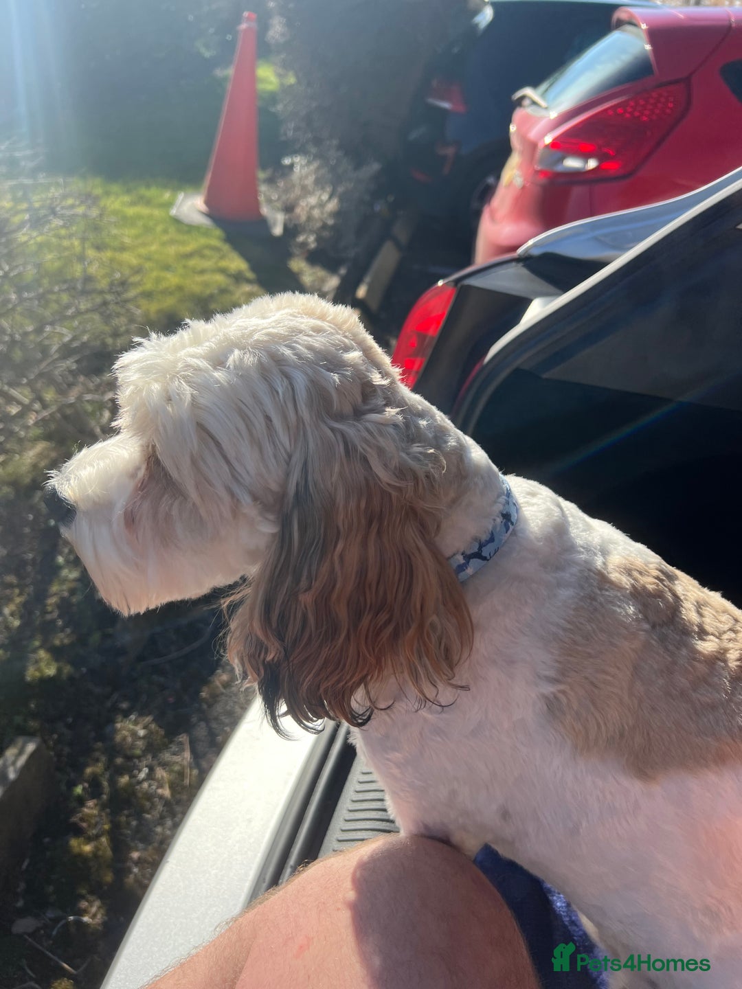 Cavachon dogs for sale: Ralphie (Neutered Cavachon)  - Image 7