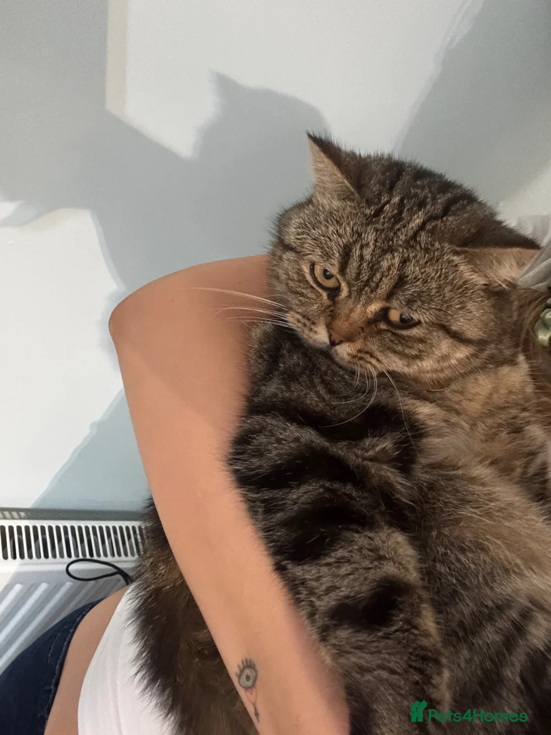 Scottish Fold cats for sale: Female Scottish fold  - Advert 2