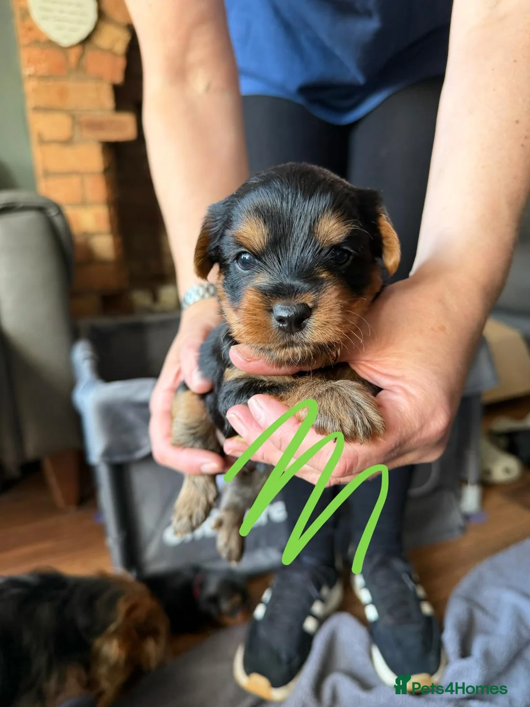 Yorkshire Terrier dogs for sale: Yorkshire terrier pups  in Birmingham - Advert 10