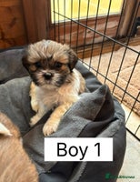 Shih Tzu dogs Four shih tzu boy puppy’s left! - Advert 11