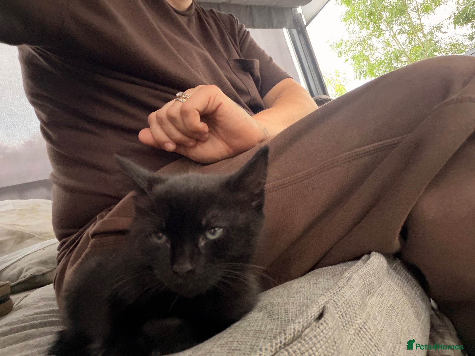 Mixed Breed cats Beautiful black 10week old kitten  - Advert 3