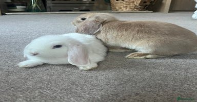 Mini Lop rabbits - Advert 3