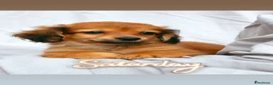 Mixed Breed 2