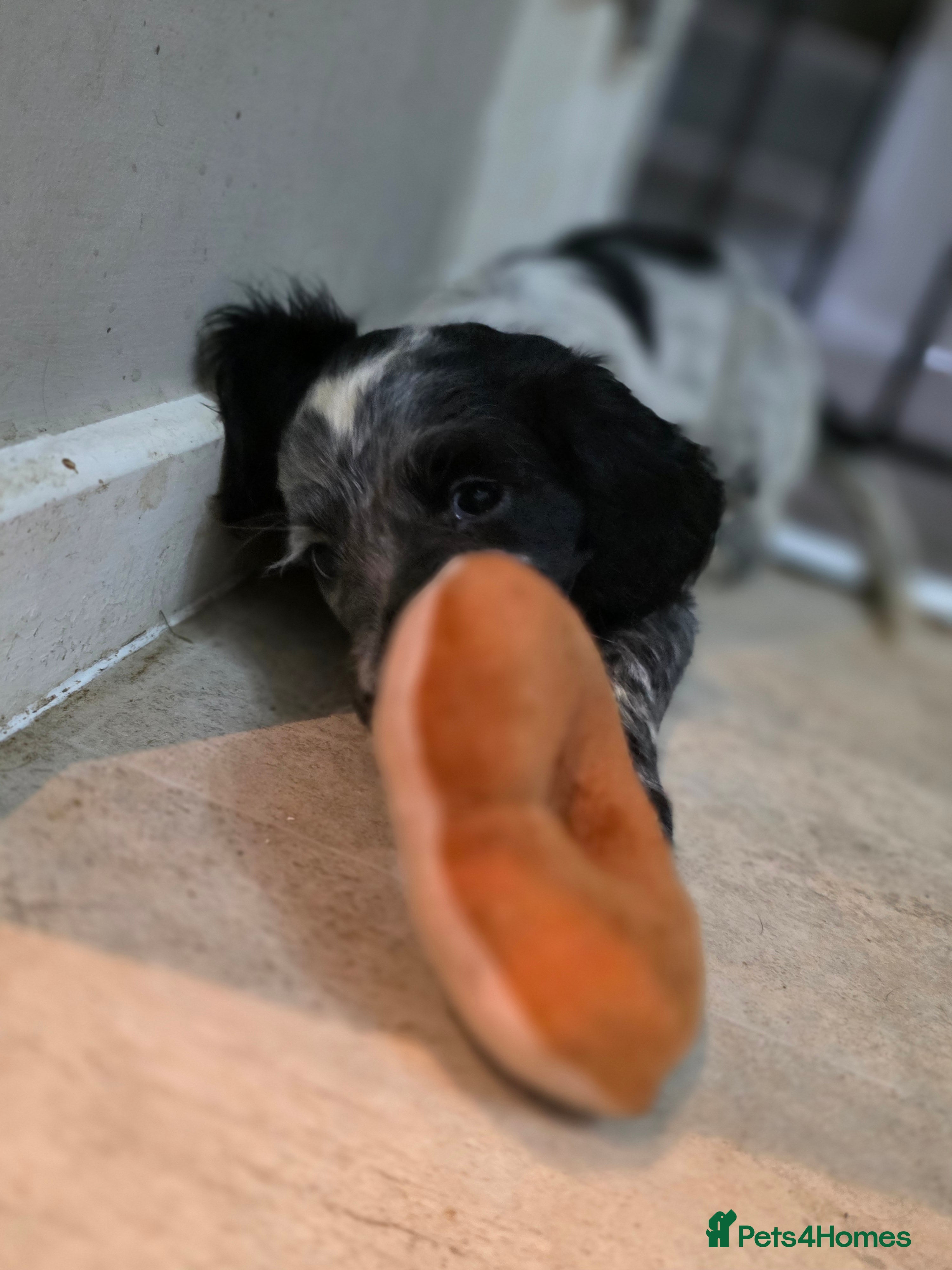 Cocker Spaniel dogs 1 left Working coker spaniel  - Advert 7