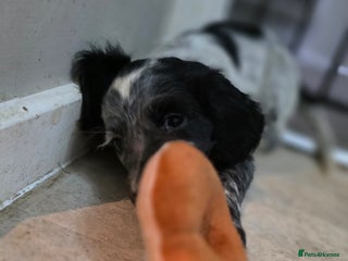 Cocker Spaniel dogs 1 left Working coker spaniel - Advert 7