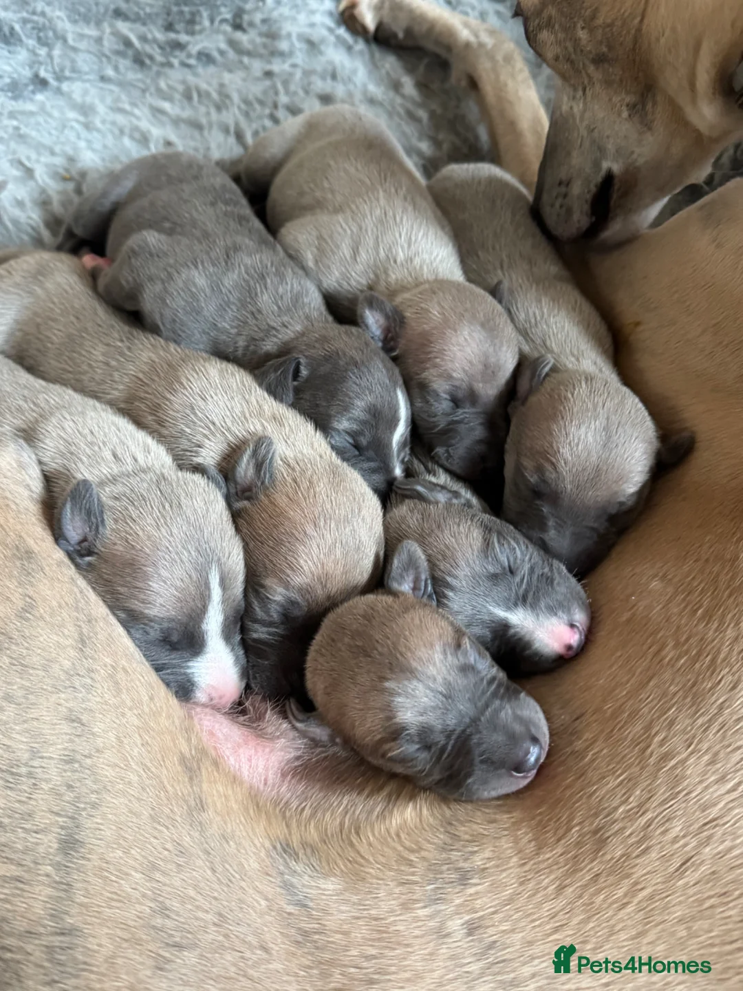 Whippet dogs for sale: Stunning KC registered whippet puppies  - Advert 2