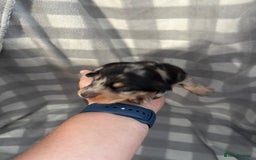 Dachshund dogs for sale: Dapple Dachshund Puppies (5 Girls, 1 Boy) - Image 9