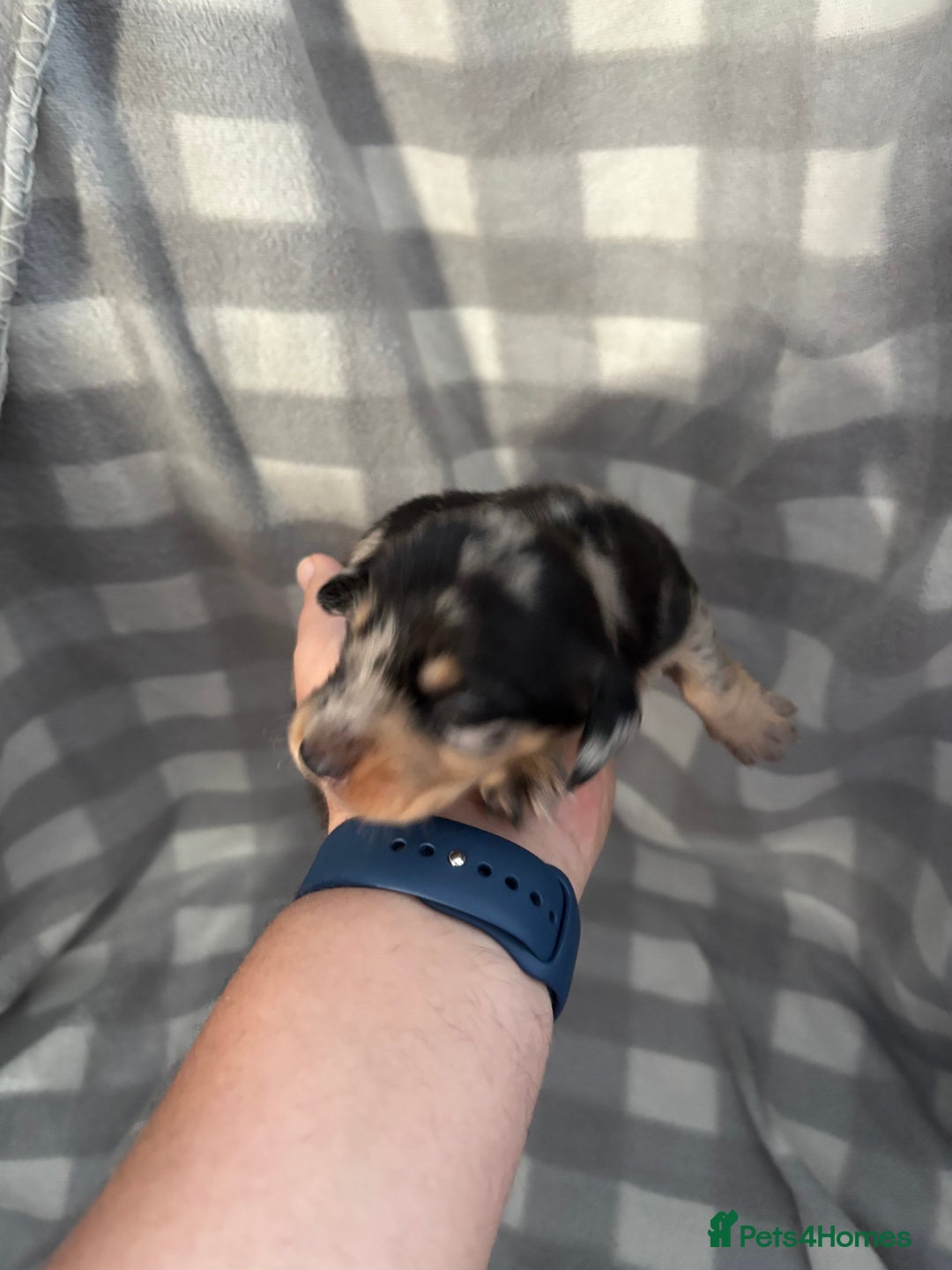 Dachshund dogs for sale: Dapple Dachshund Puppies (5 Girls, 1 Boy) - Image 9