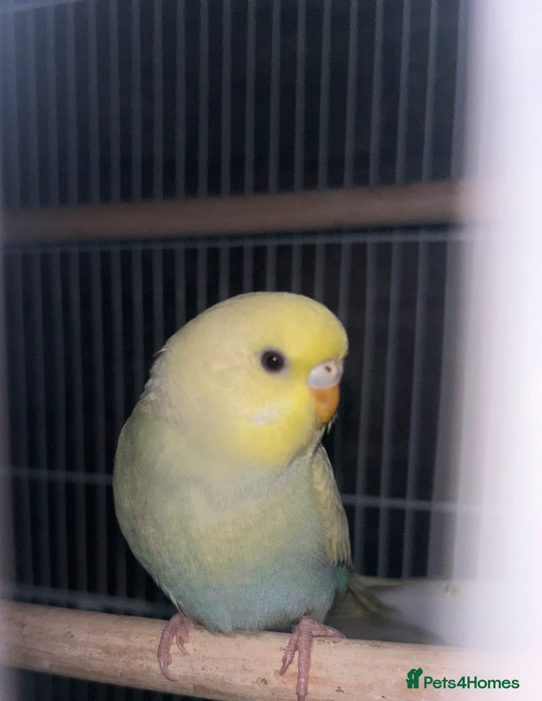 Budgerigars birds for sale: Beautiful female budgie  in Milton Keynes - Advert 2