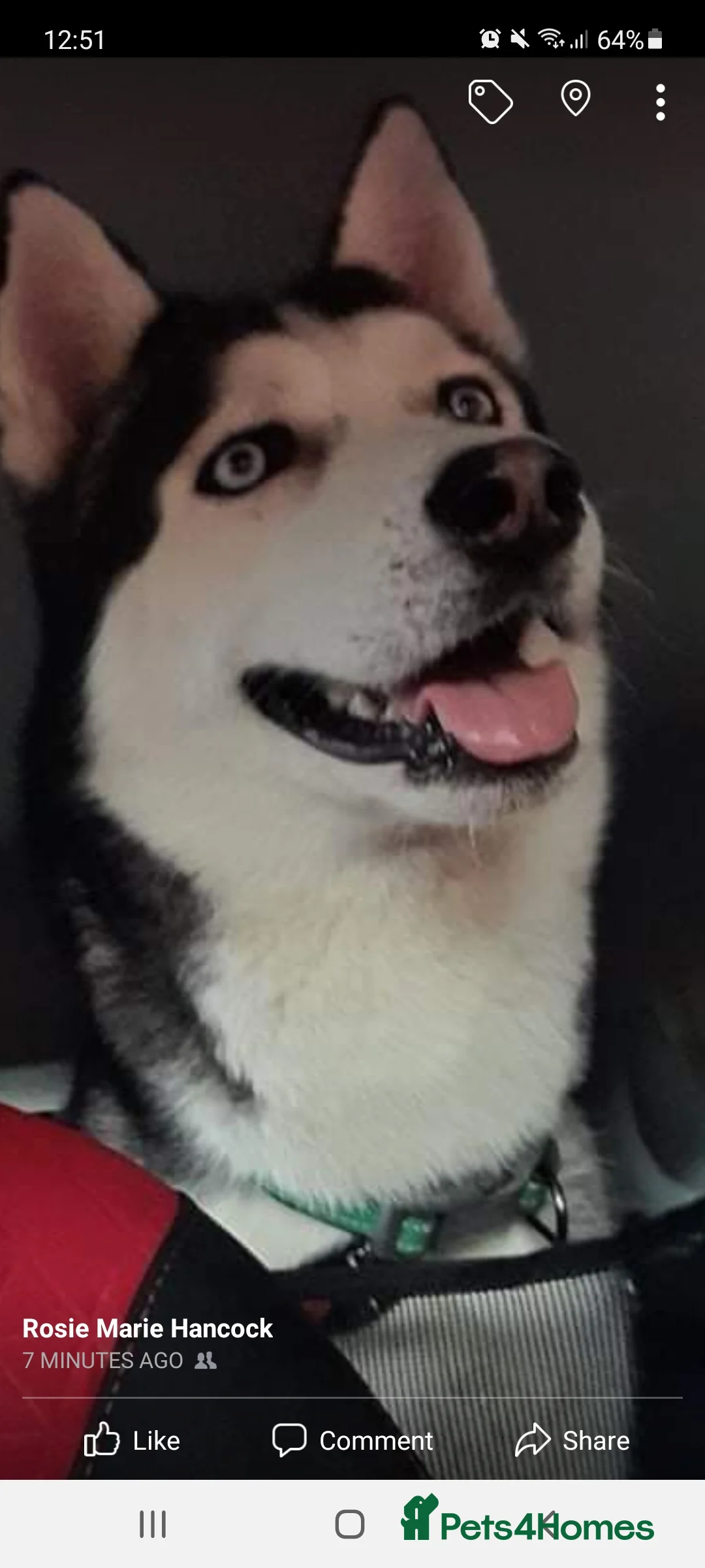 Siberian Husky dogs for stud: BLUE EYED HUSKY FOR STUD in Doncaster - Advert 4