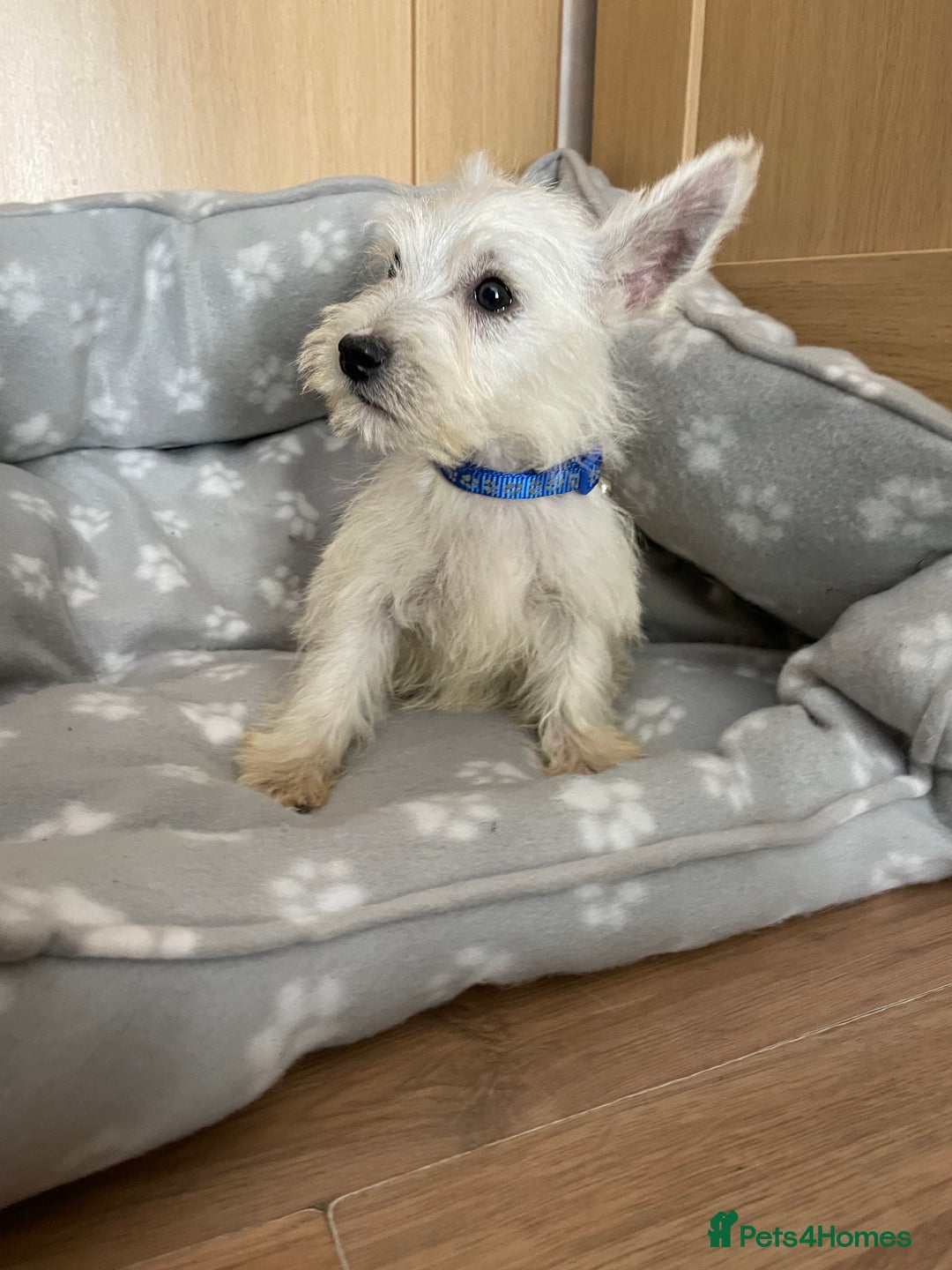 West Highland Terrier dogs for sale: Beautiful west highland terriers puppys - Image 11