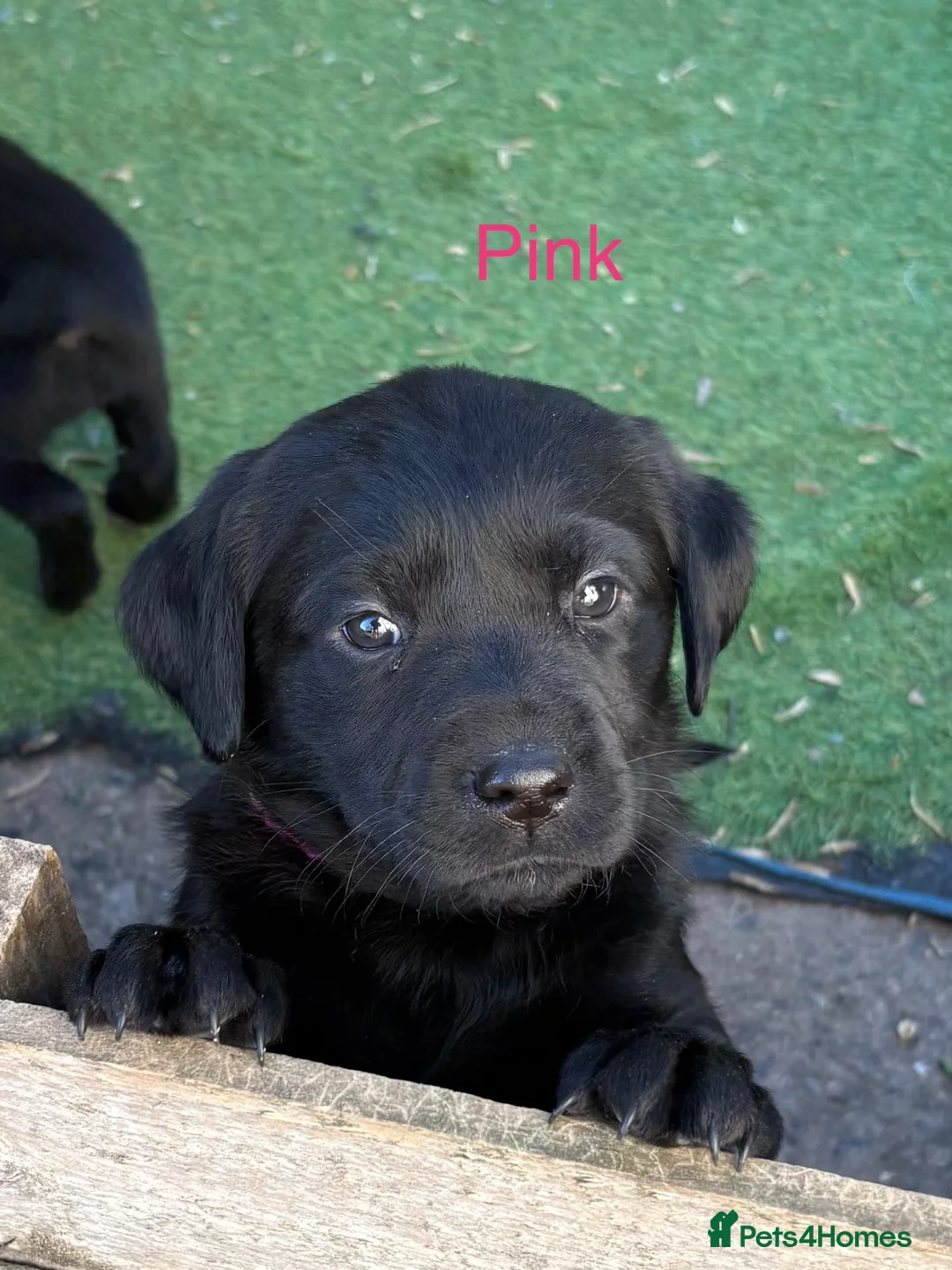 Labrador Retriever dogs for sale: Gorgeous Chunky Pedigree Labs - Advert 1