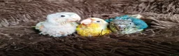 Conures birds for sale: Super adorable fully hand reared baby conures  - Advert 5
