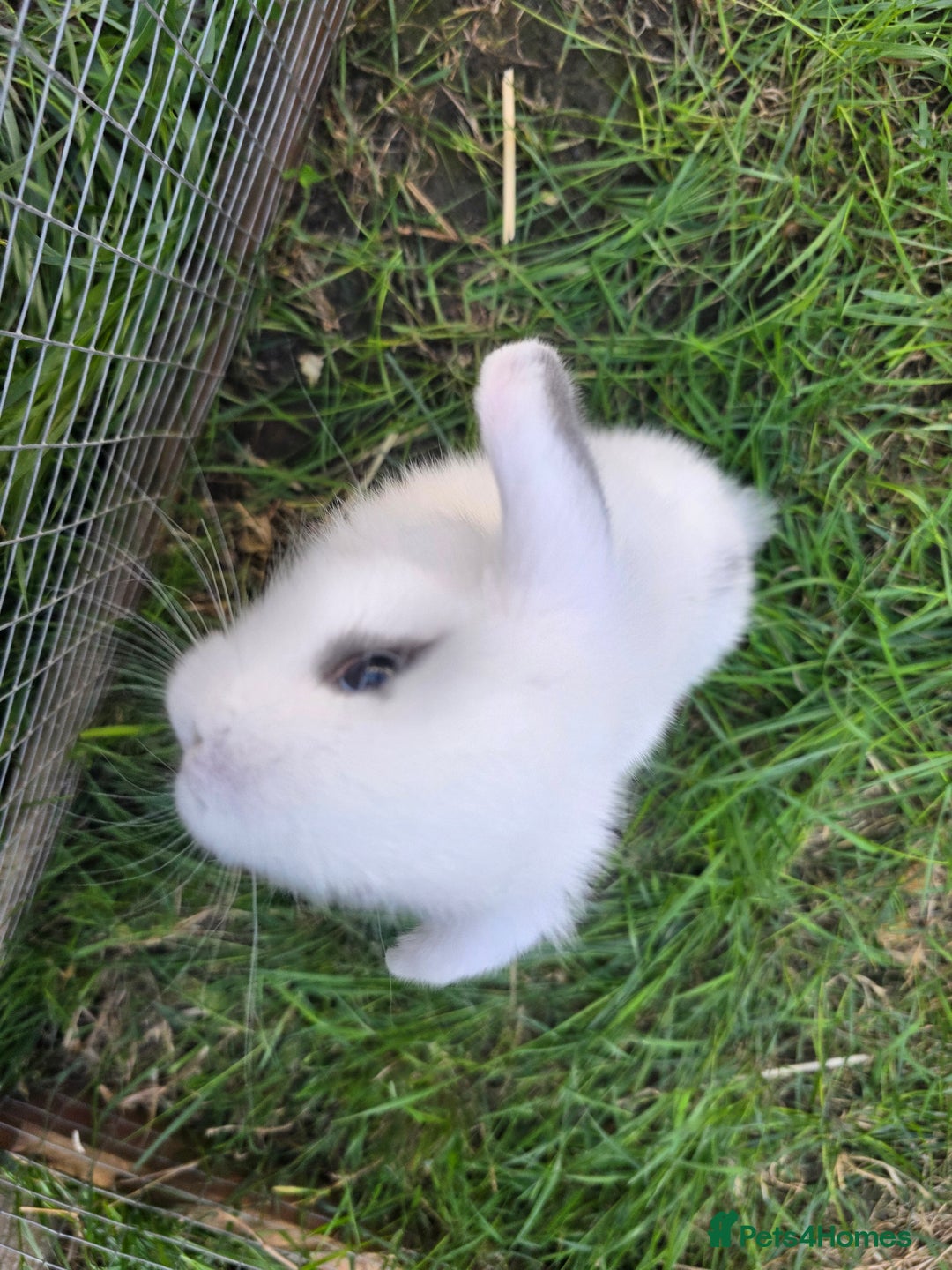 Mini Lop rabbits for sale: Full Mini Lop - Image 4