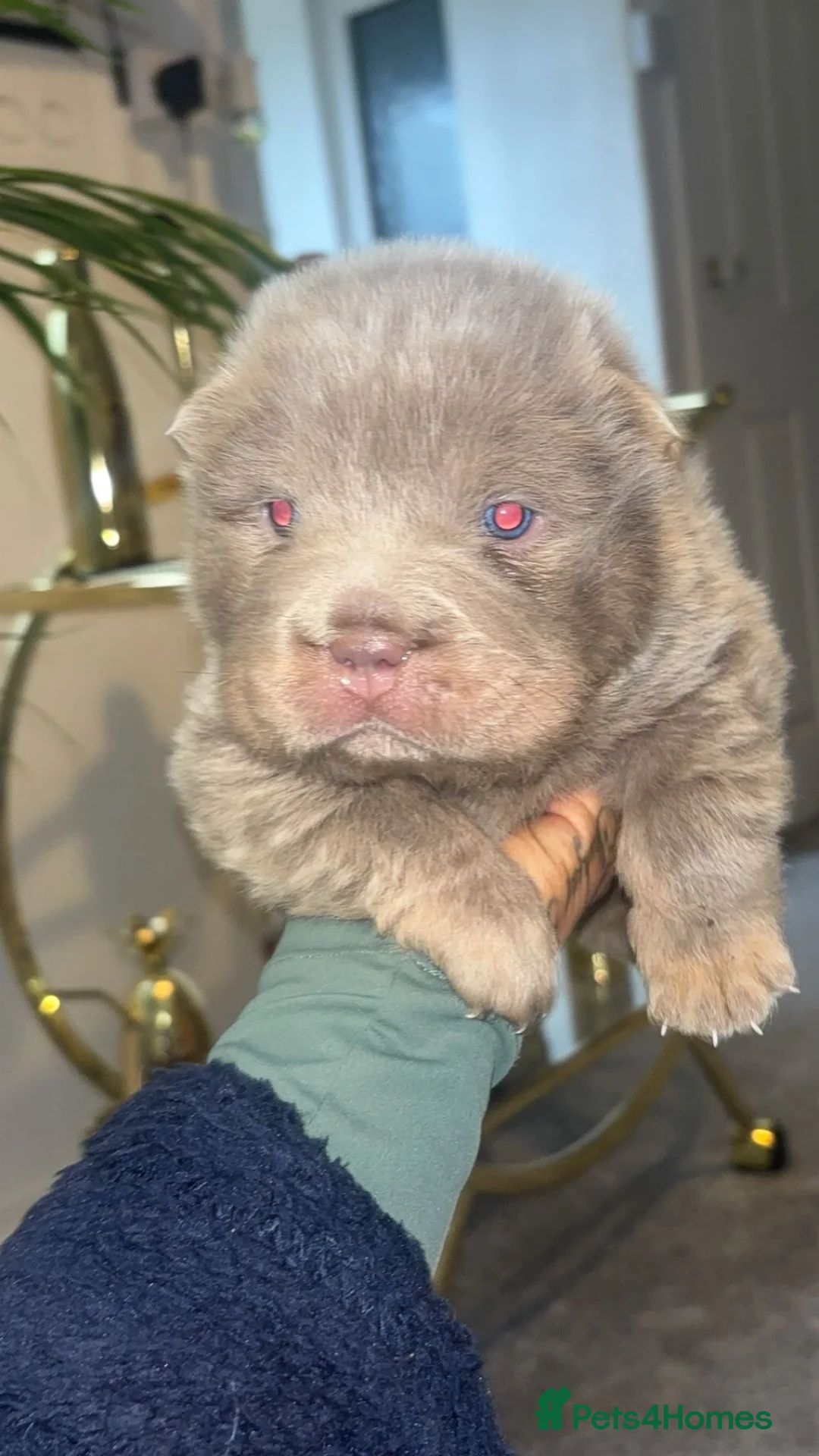 Shar Pei dogs for sale: Top quality choc and tan bear coat sharpies - Advert 20