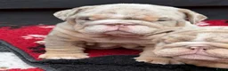 English Bulldog dogs for sale: British bull dog puppy’s  - Advert 11