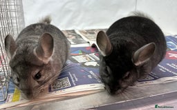 Chinchilla rodents for sale: Billy & Bobby, fabulous standard brothers, v.tame - Advert 9