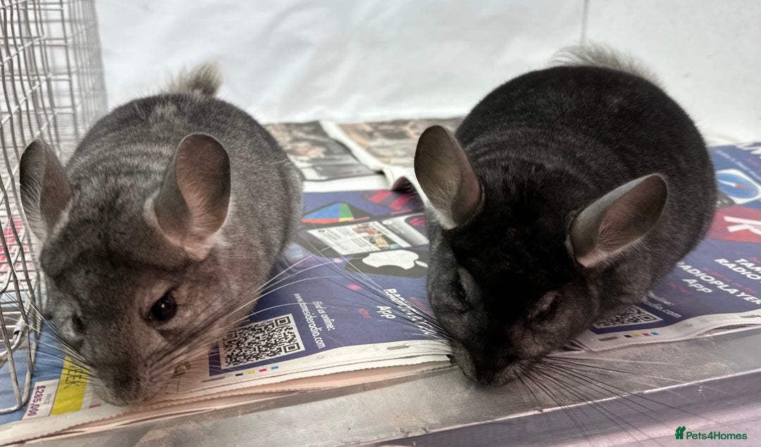 Chinchilla rodents for sale: Billy & Bobby, fabulous standard brothers, v.tame - Advert 9