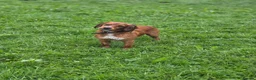 Cocker Spaniel dogs for adoption: Kairo the Gorgeous Goofy Golden Boy - Advert 24