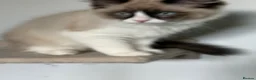 Ragdoll cats for sale: Ragdoll - Advert 7